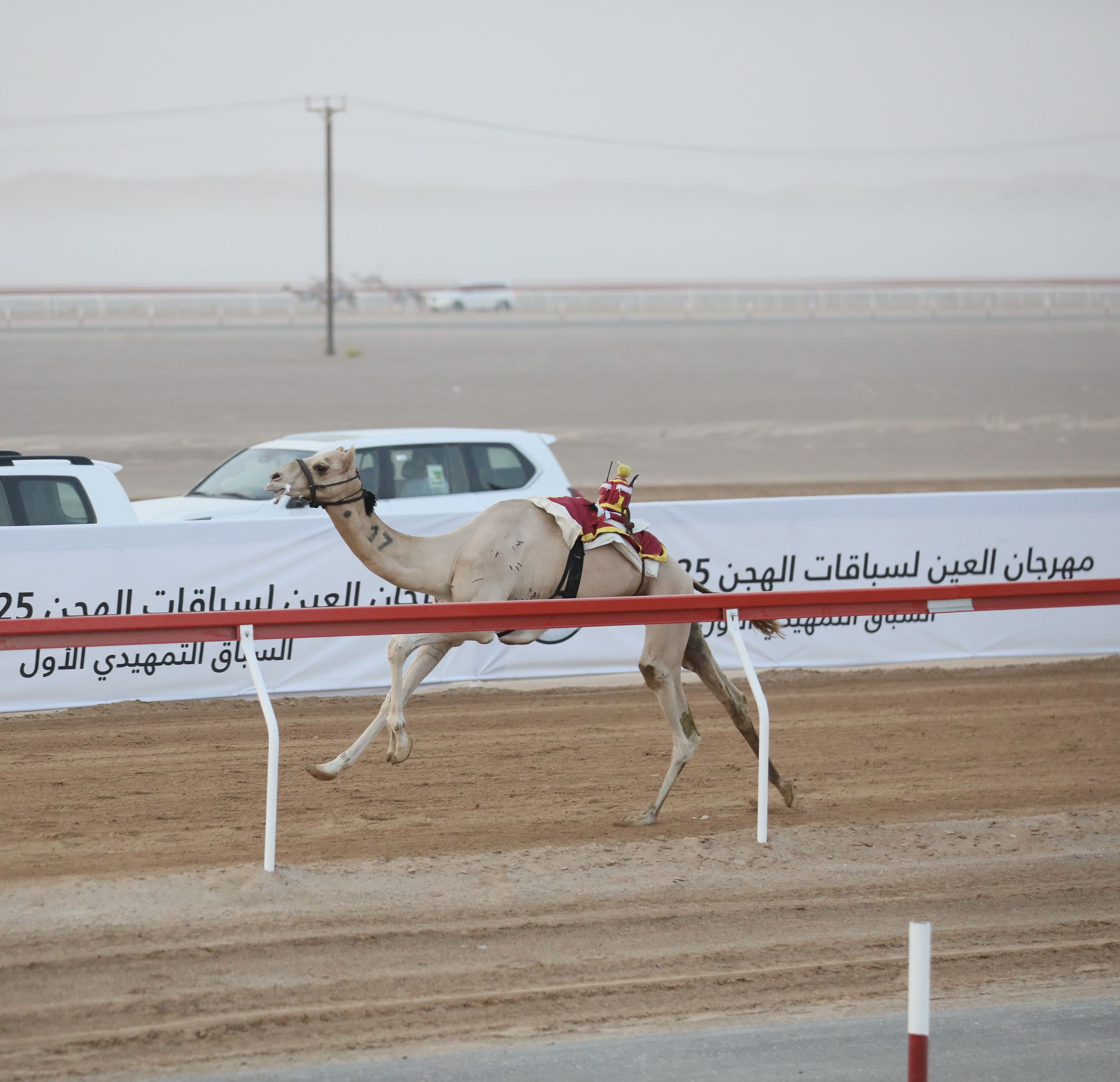 "الشامخة" و"ملبي" يتألقان في منافسات “اللقايا” بمهرجان العين للهجن