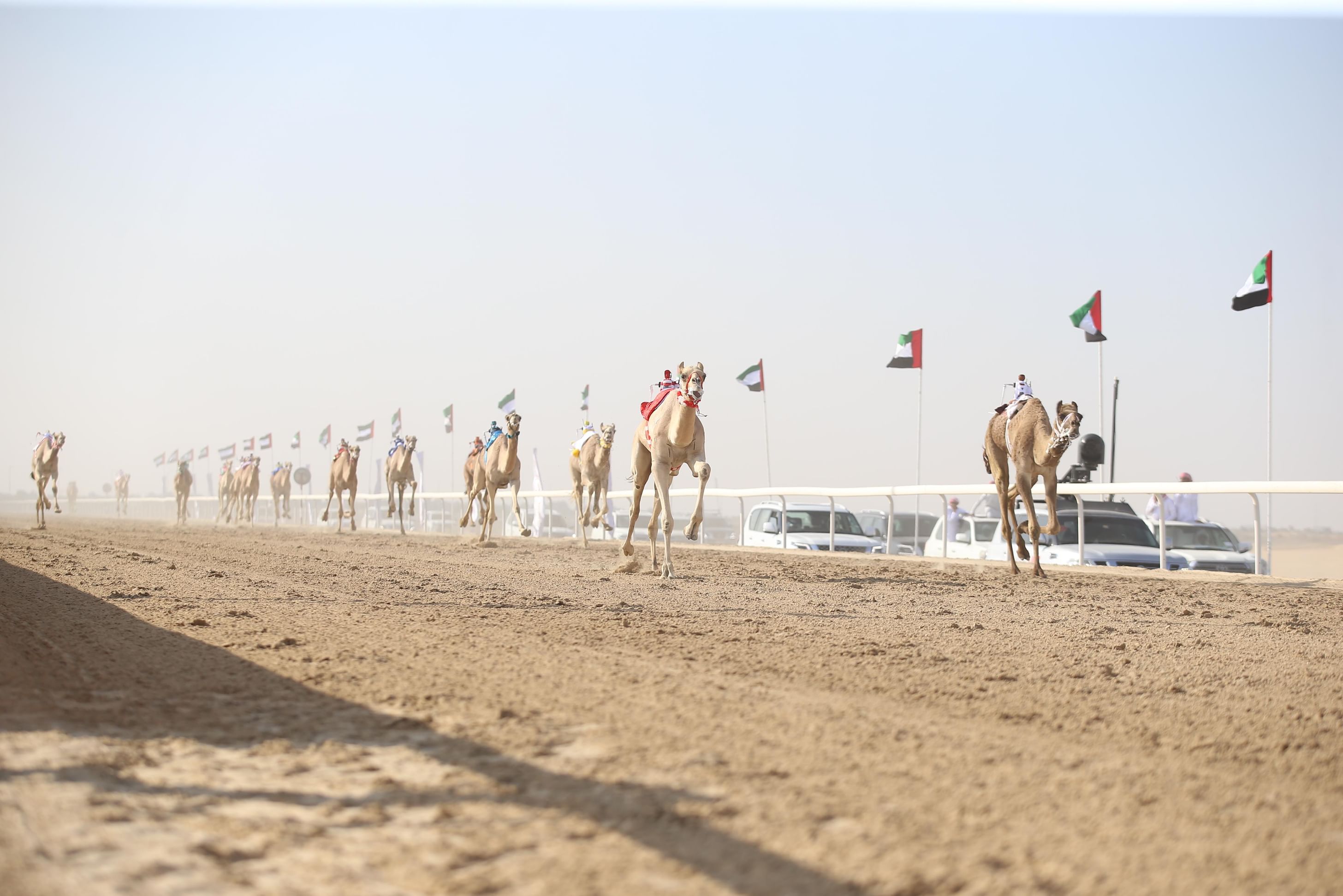 مهرجان الظفرة الثالث لسباقات الهجن يبدأ فعالياته بمنافسات الحقايق