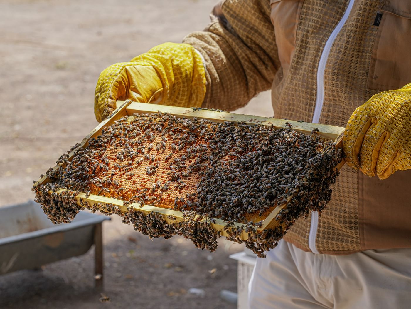 "أبوظبي للزراعة"/مبادرات نوعية لتعزيز تنافسية العسل الإماراتي عالمياً