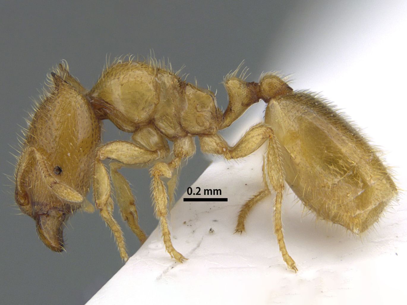 هيئة البيئة بالشارقة تعلن اكتشاف نوع نادر من النمل