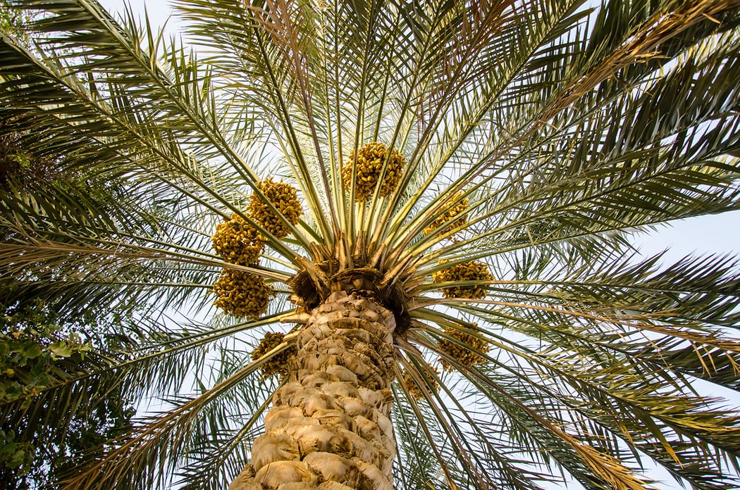 "أبوظبي للزراعة" تنفذ برامج مبتكرة لتطوير قطاع النخيل وتعزيز استدامته