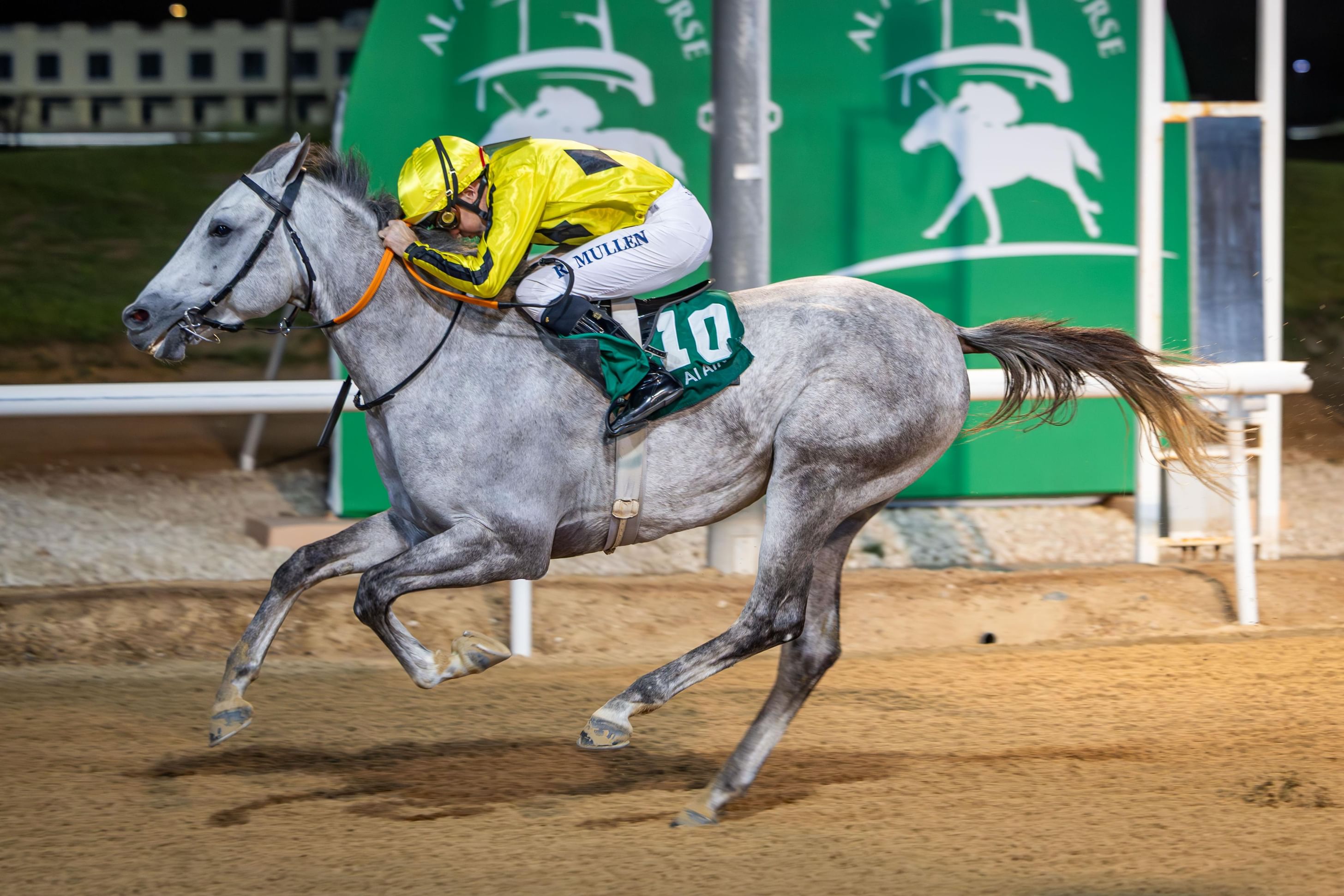 "الخيول العربية" تتنافس في 8 أشواط على مضمار العين للفروسية