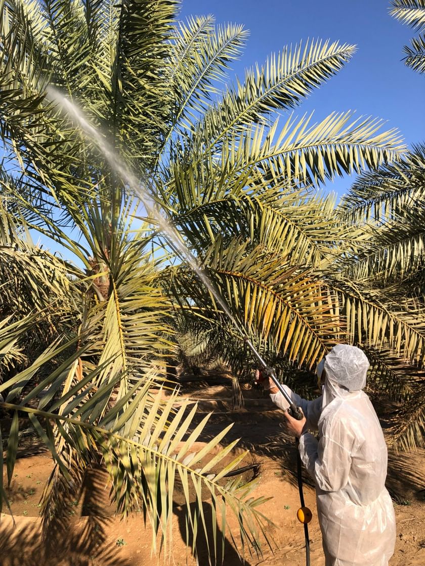 "أبوظبي للزراعة" تؤكد التزامها الراسخ بتعزيز الأمن الغذائي عبر حماية النباتات ومكافحة الآفات