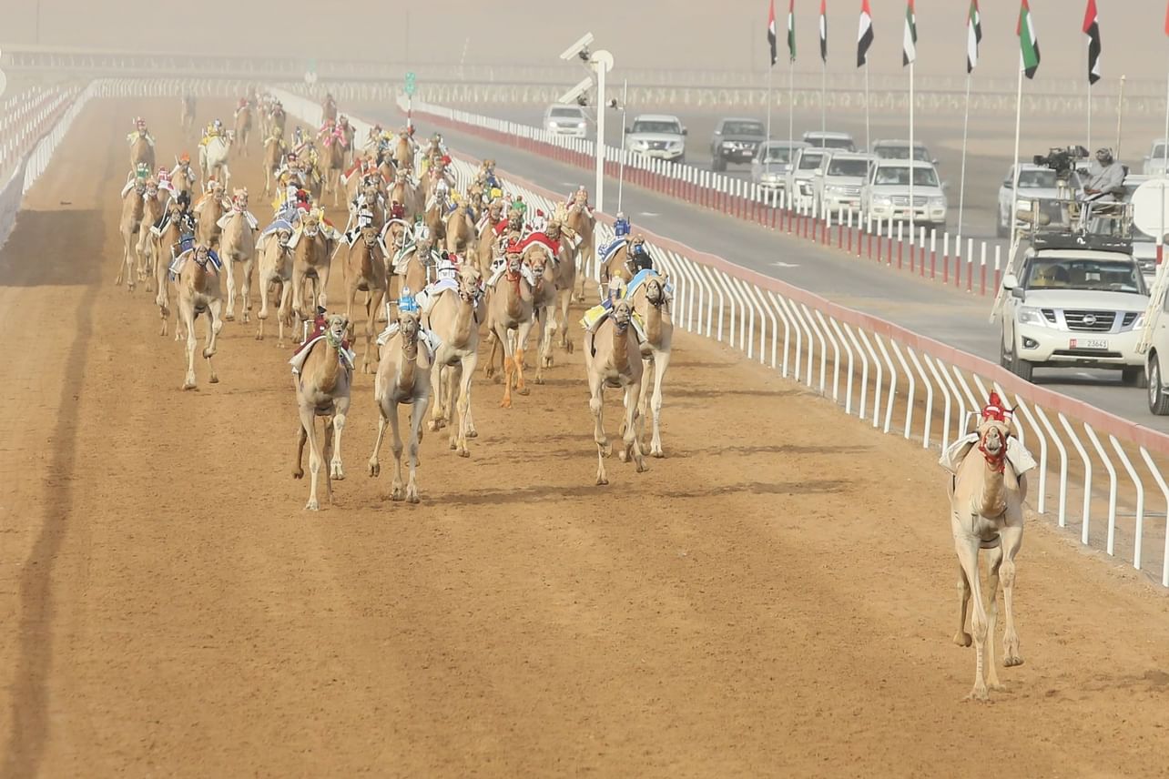 "العين لسباقات الهجن" ..  محطة جديدة لتعزيز رياضات الآباء والأجداد