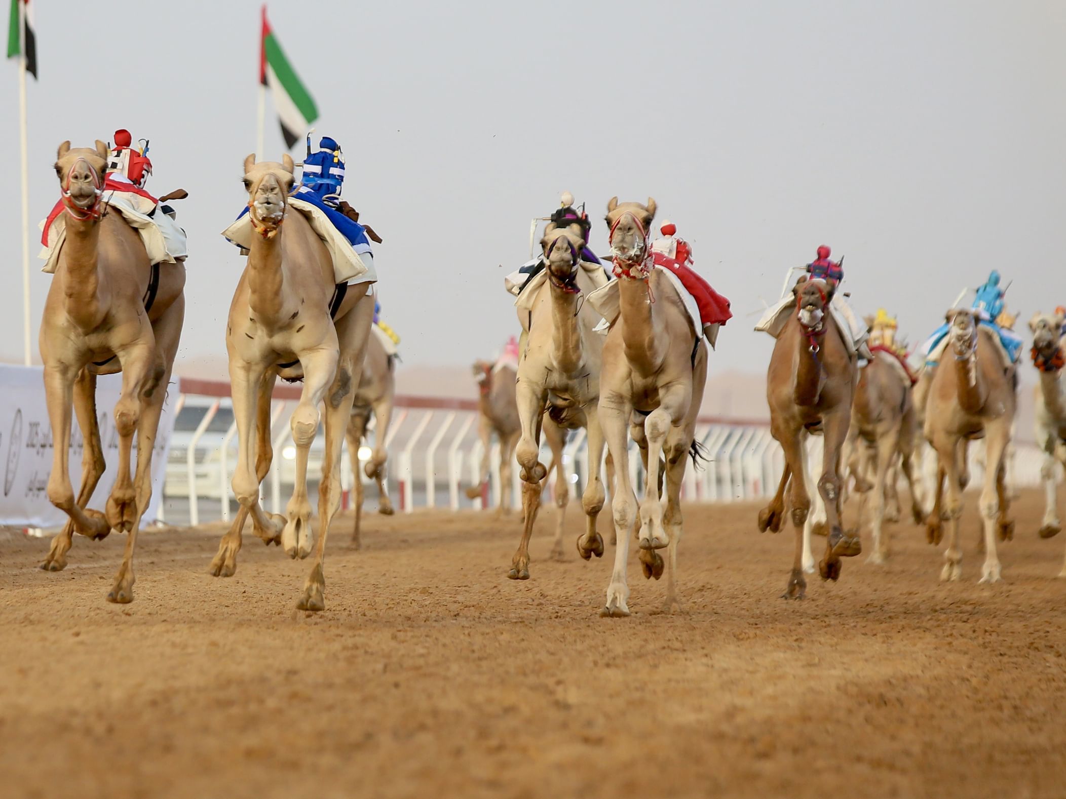 15 شوطاً في مهرجان العين للهجن ..  و”نيران” و”مياس” يخطفان الأضواء