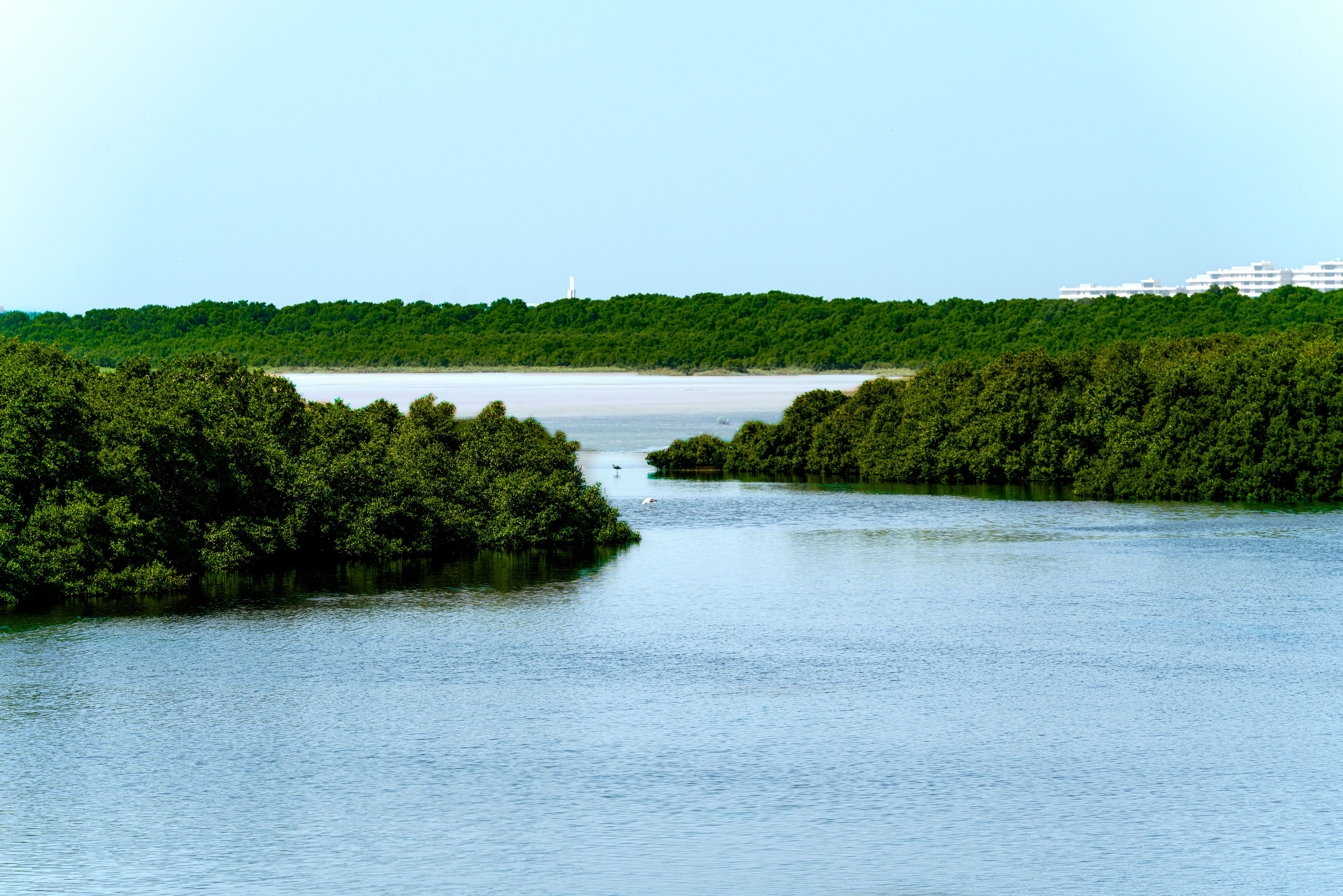 دائرة البلدية والتخطيط بعجمان ترتقي بالبيئة وجودة الحياة عبر برامج مبتكرة