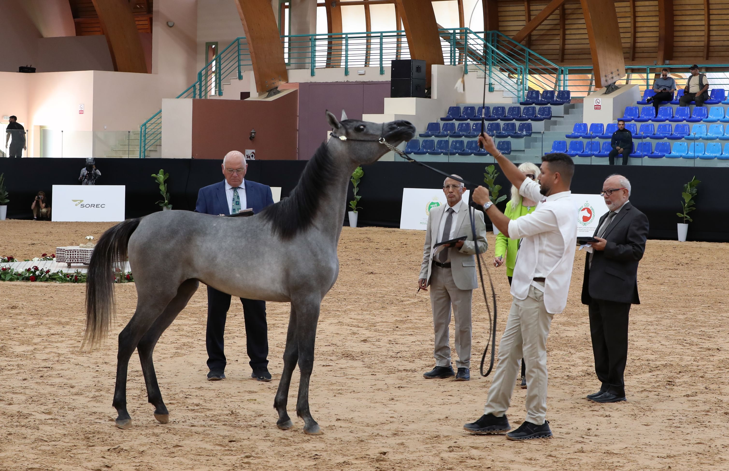 منافسات قوية في اليوم الأول لكأس الإمارات العالمي لجمال الخيل العربية بالمغرب