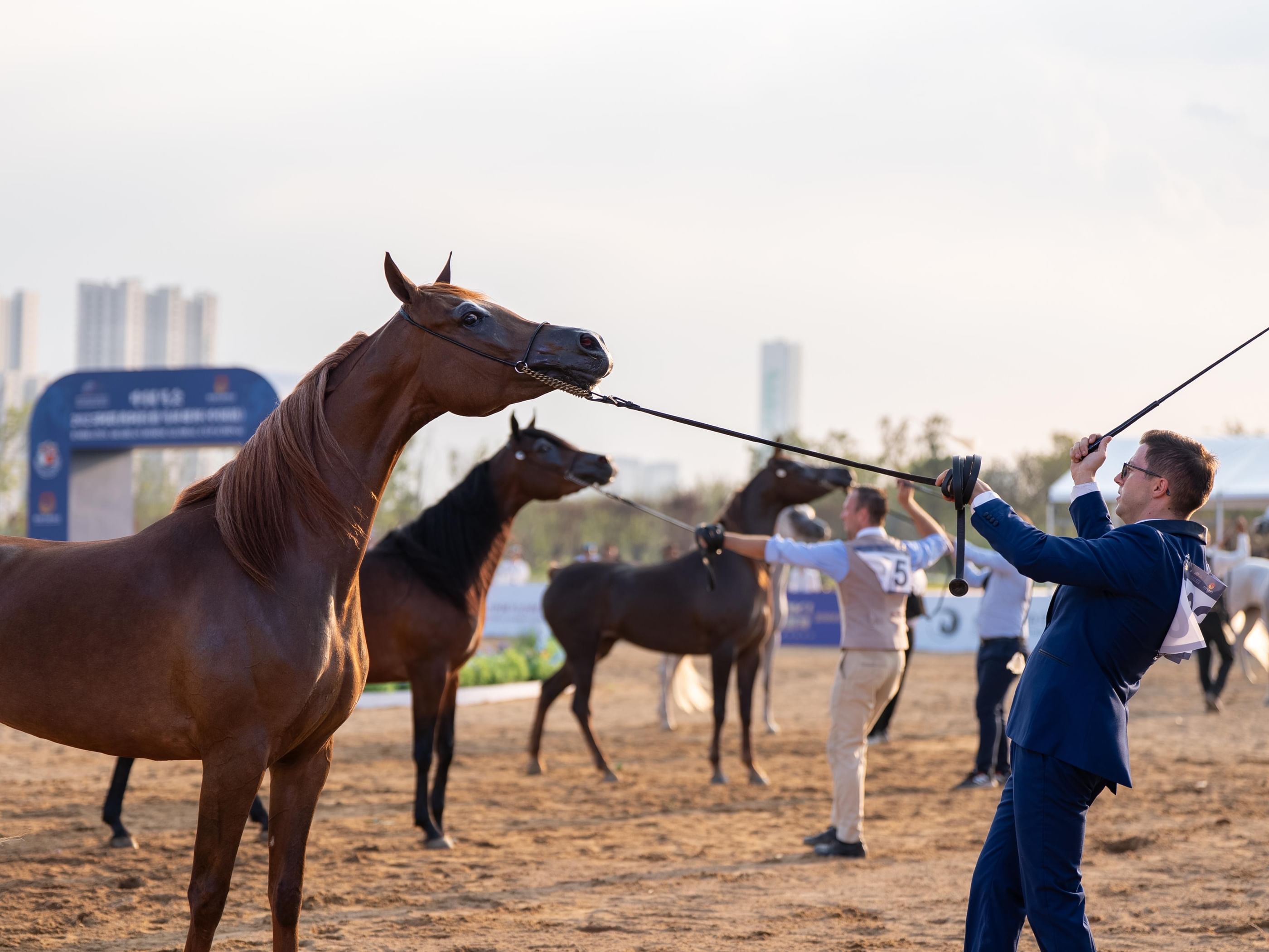 ختام مميز لكأس الإمارات العالمي لجمال الخيل العربية في الصين