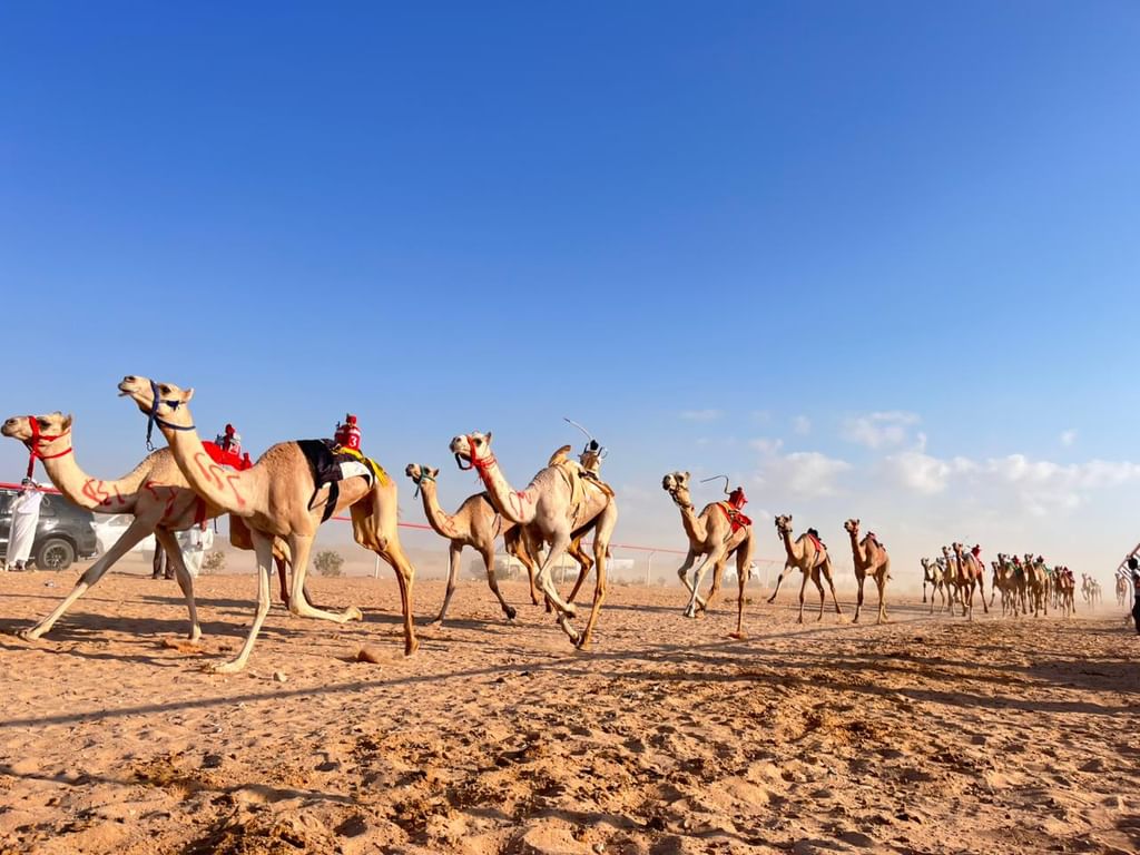 انطلاق "السباق التمهيدي" الأول للهجن في مصر