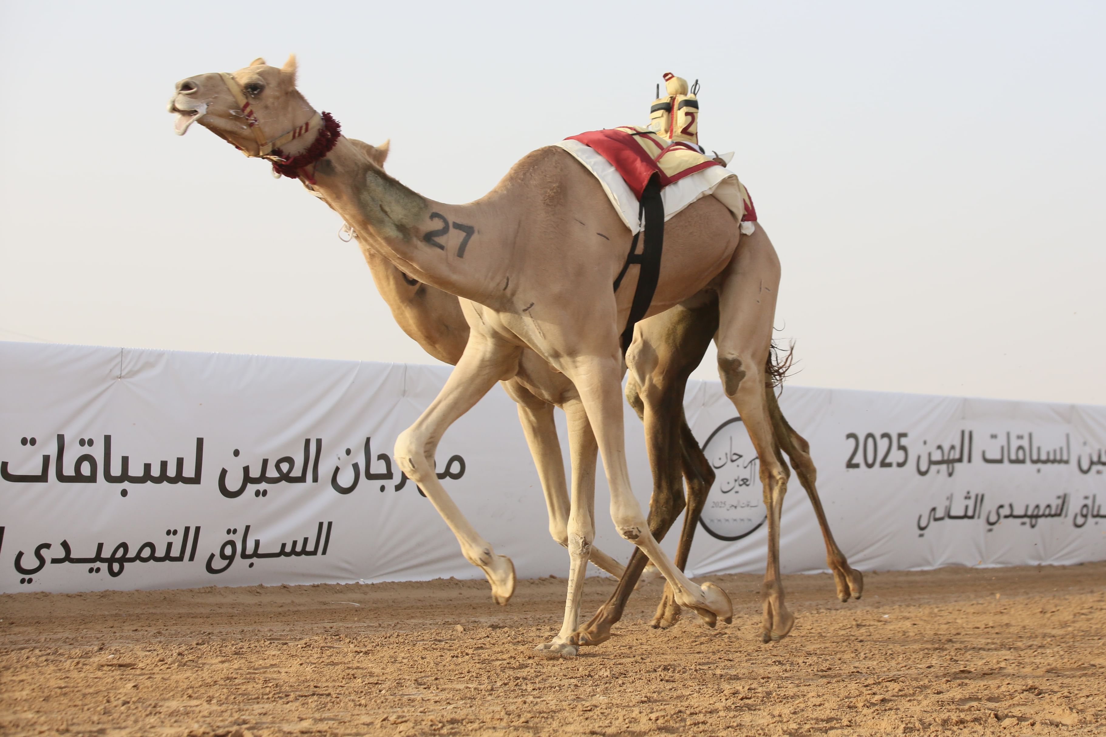 "الشامخة" تتصدر الشوط الرئيسي في اليوم الرابع من مهرجان العين لسباقات الهجن