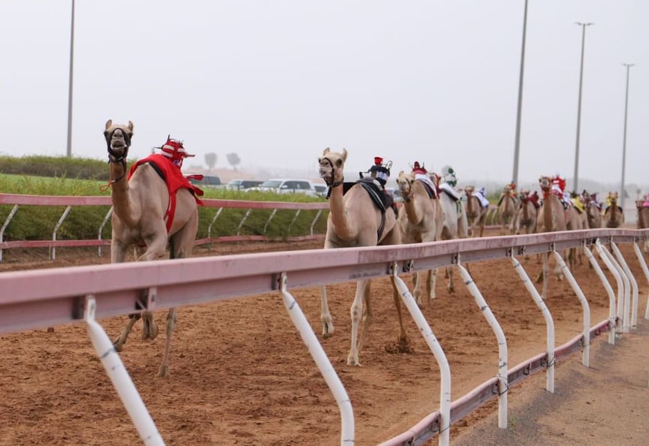 منافسات مثيرة في سباق "سن الفطامين" بميدان الذيد لسباقات الهجن