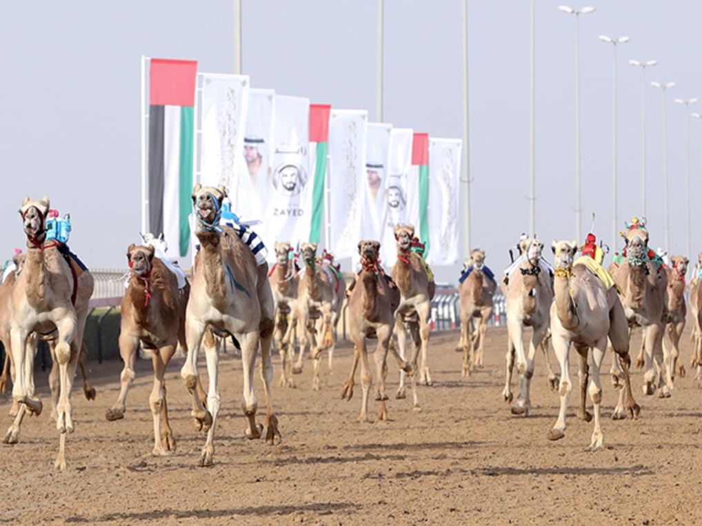 مهرجان المرموم ..  ملحمة سنوية تُجسد الأصالة الإماراتية