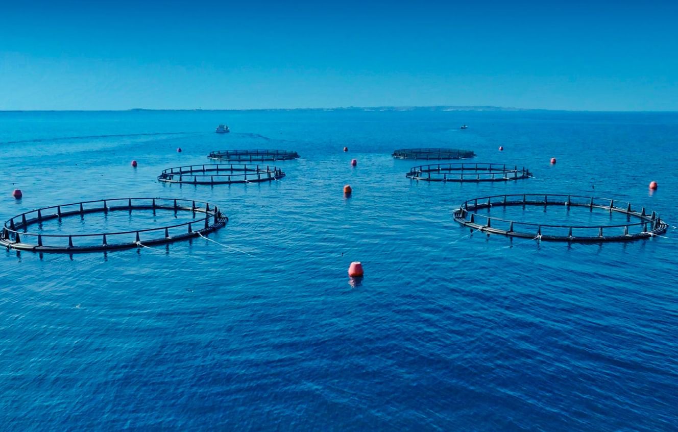 هيئة البيئة – أبوظبي تسجل إنجازاً غير مسبوق بارتفاع مؤشر مصائد الأسماك المستدامة إلى 100%