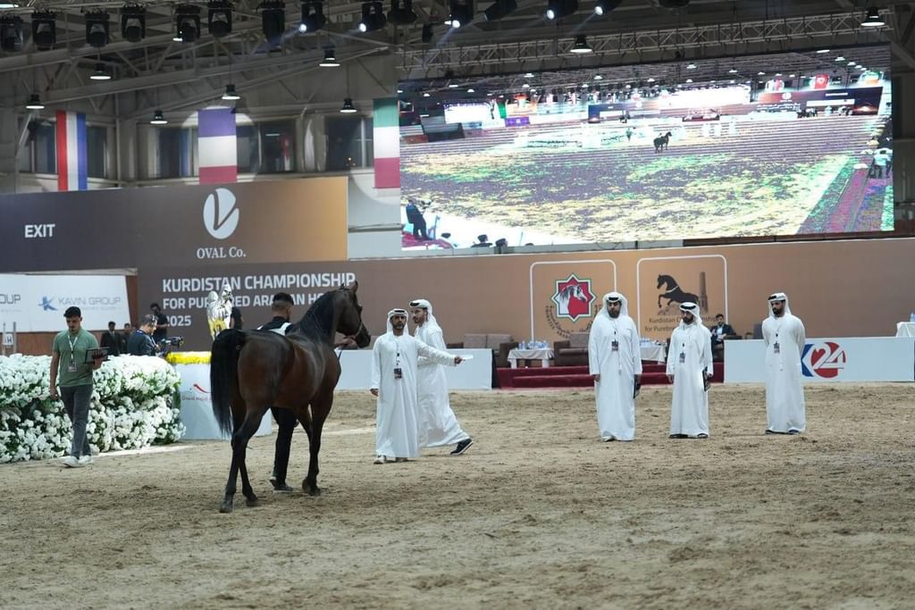 بتنظيم جمعية الإمارات للخيول العربية / نجاح بطولة كردستان لجمال الخيل