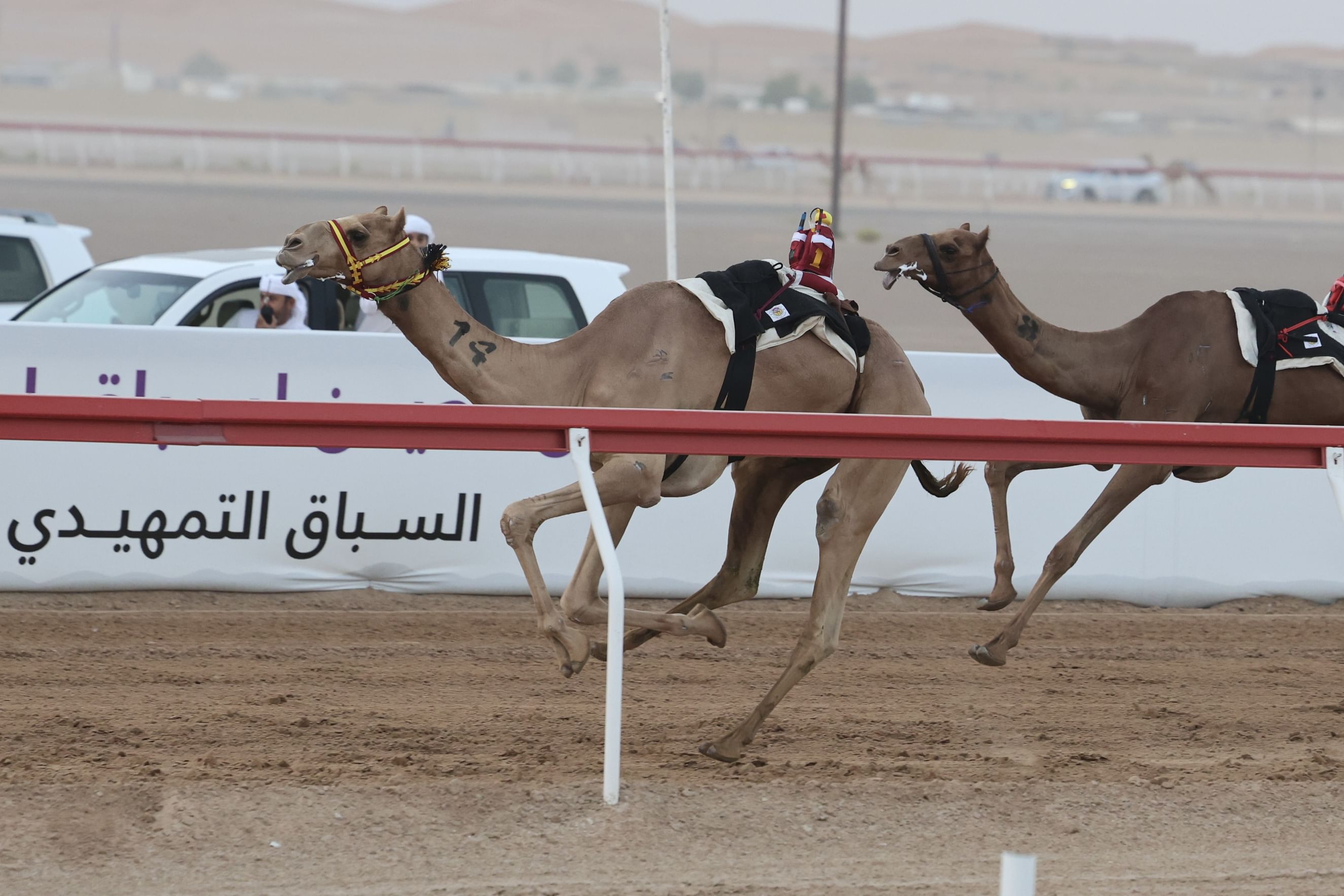 "فرح" تتصدر أول أشواط "الإيذاع" و"مقدام" أفضل توقيت في مهرجان العين للهجن