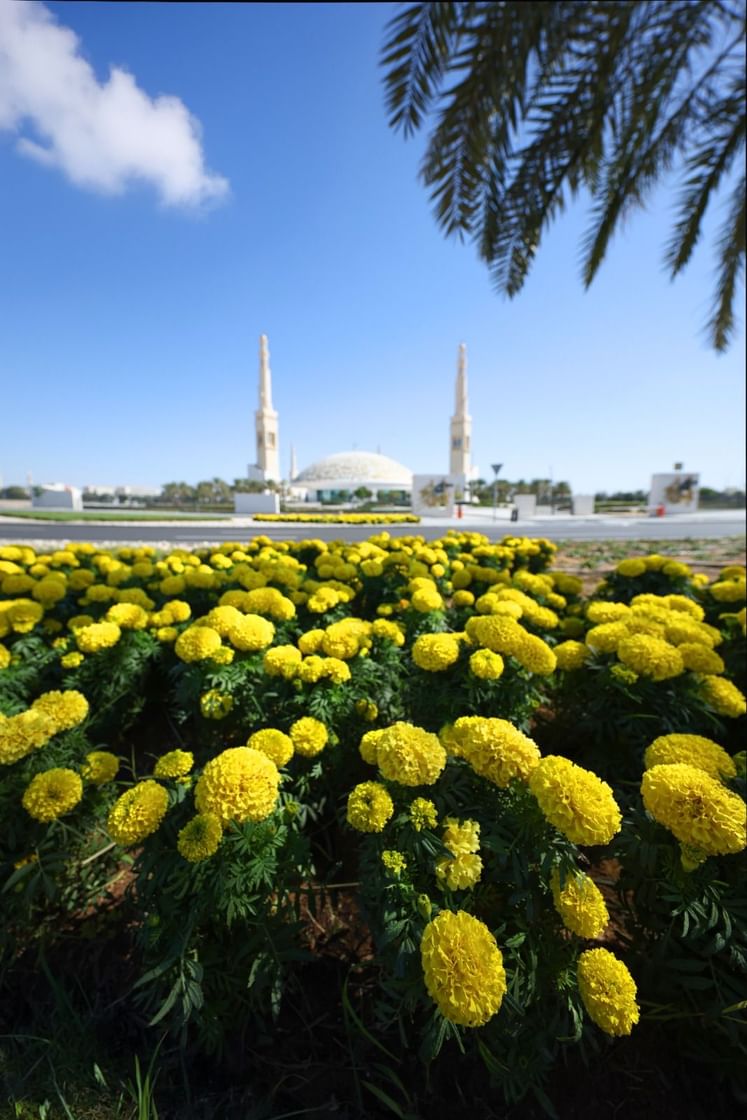 بلدية مدينة العين تعزز خطط التجميل الحضري للمدينة ب 5 ملايين شتلة زهور