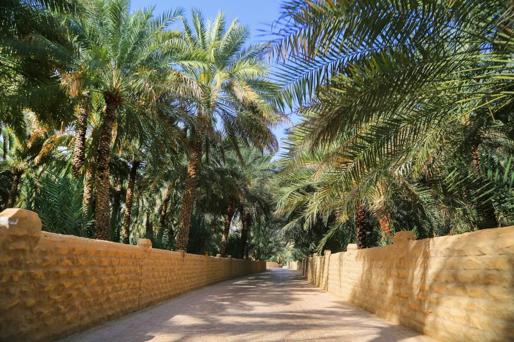 بلدية مدينة العين تنفذ برامج متكاملة لحماية النخيل وصون الأفلاج التاريخية بالواحات