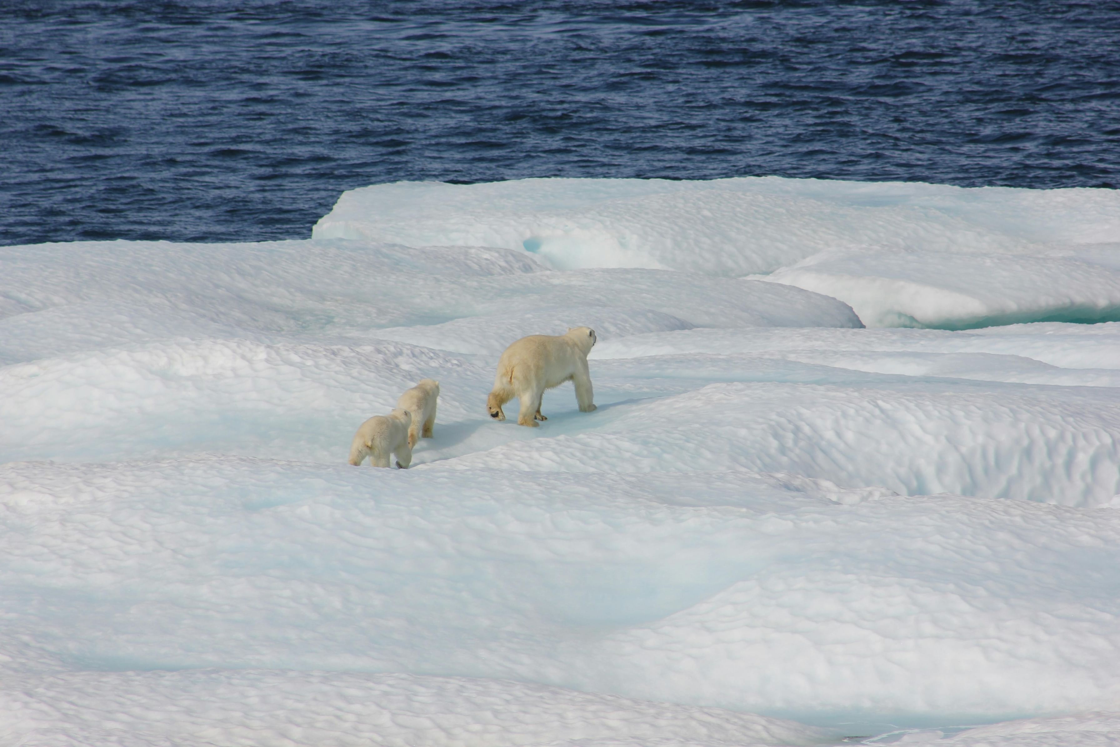 الإمارات تنضم رسمياً إلى معاهدة "سفالبارد" لدعم البحث العلمي في القطب الشمالي