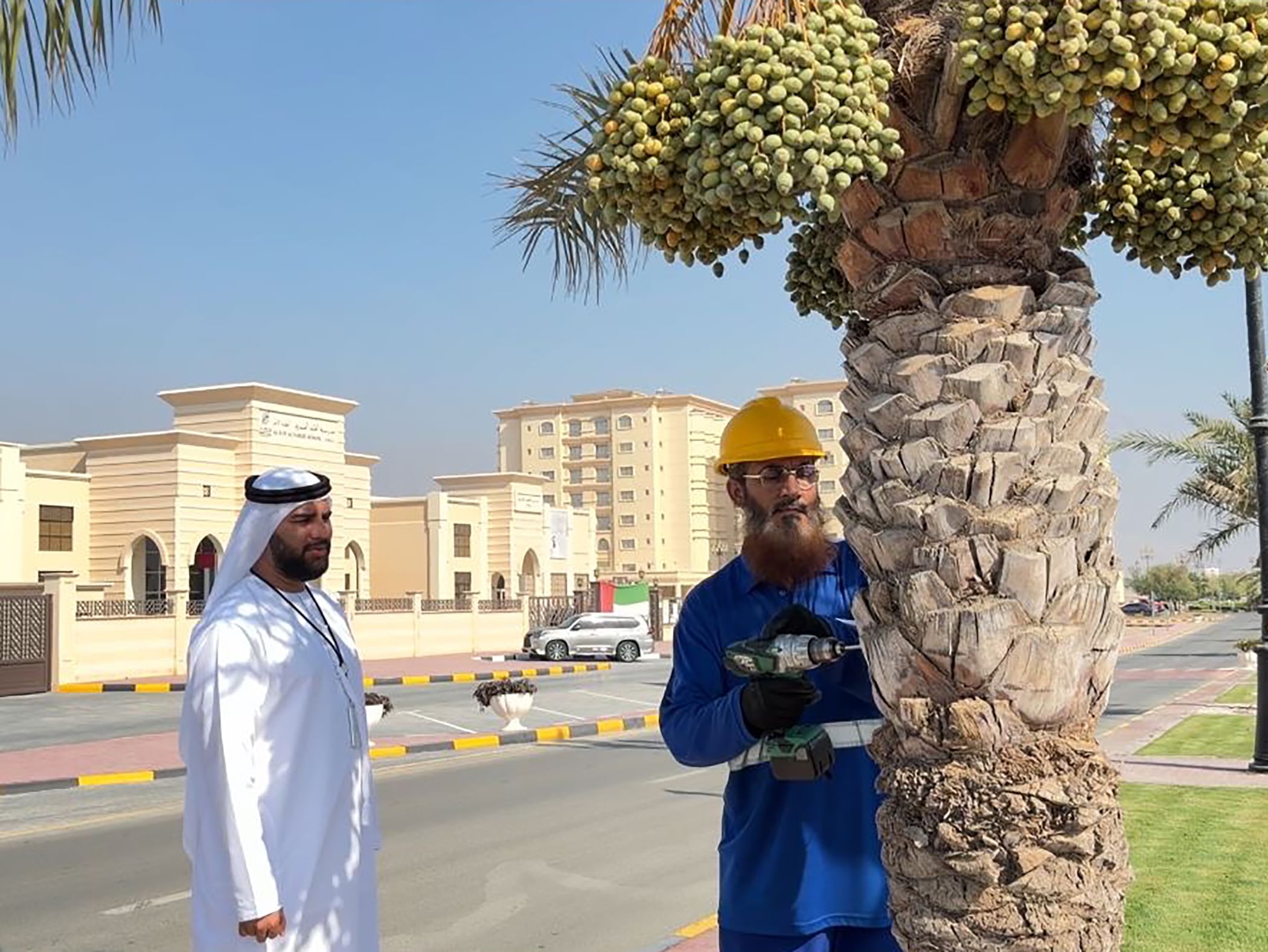 "دبا الحصن" تطلق مشروع حصر وترقيم أشجار النخيل