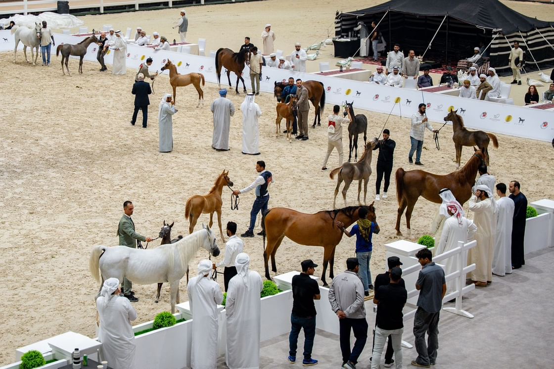 أبوظبي والظفرة تحتفيان بإرث الخيل العربية في بطولتين رمضانيتين ناجحتيين