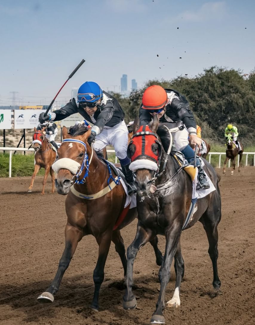 7 أشواط في السباق الختامي لموسم مضمار جبل علي