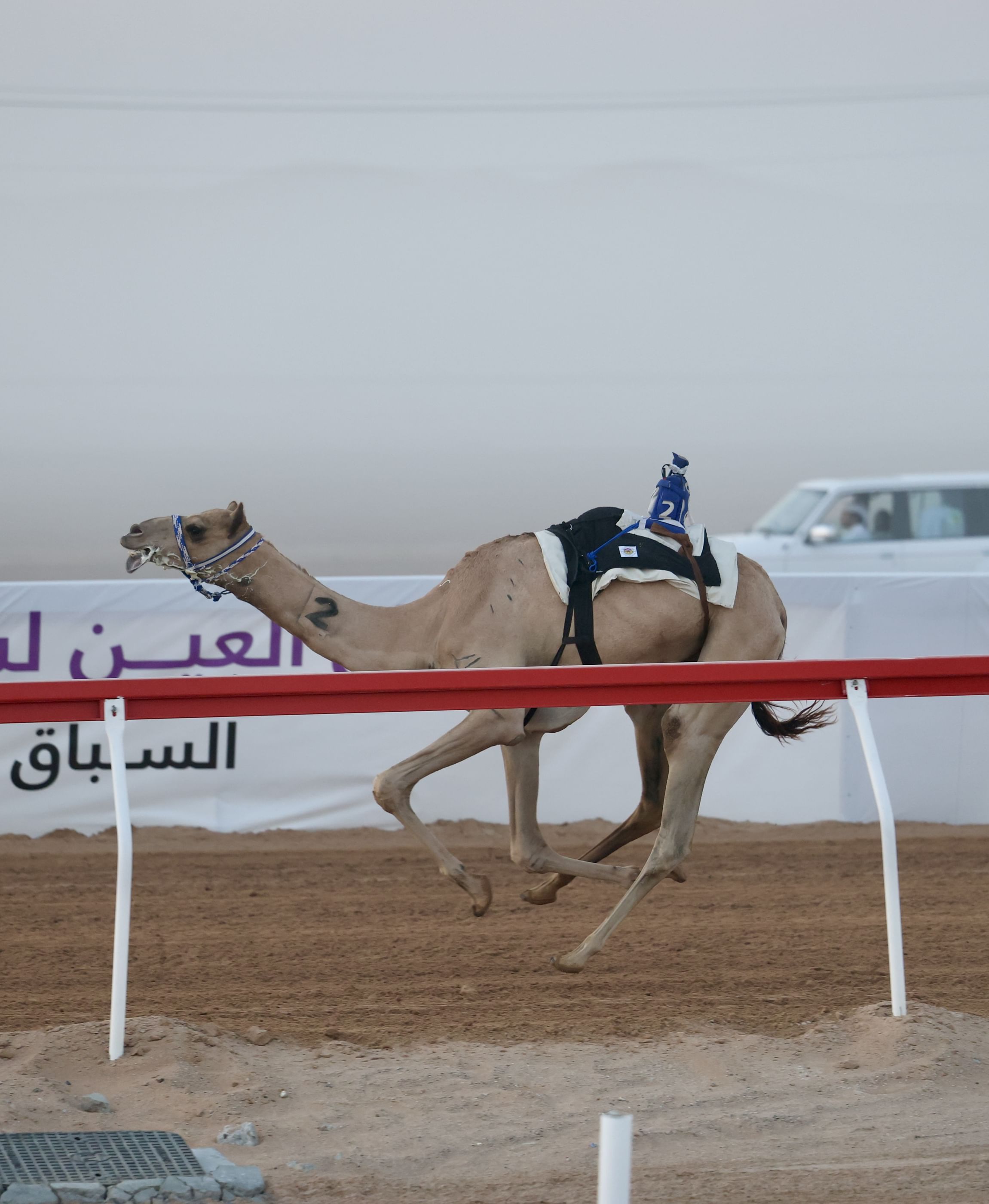"أفعال" تتصدر منافسات اللقايا في مهرجان العين لسباقات الهجن