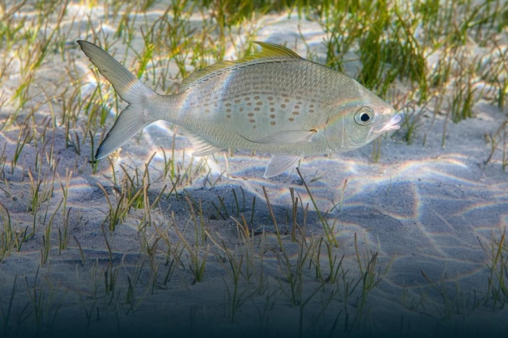 بتوجيهات حمدان بن زايد / "بيئة - أبوظبي" تبدأ تنفيذ قرارين وزاريين بشأن تعديل الاشتراطات التنظيمية لصيد الأسماك بالإمارة لعام 2026